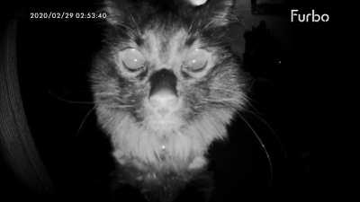 My cat Doodles discovered the pet camera