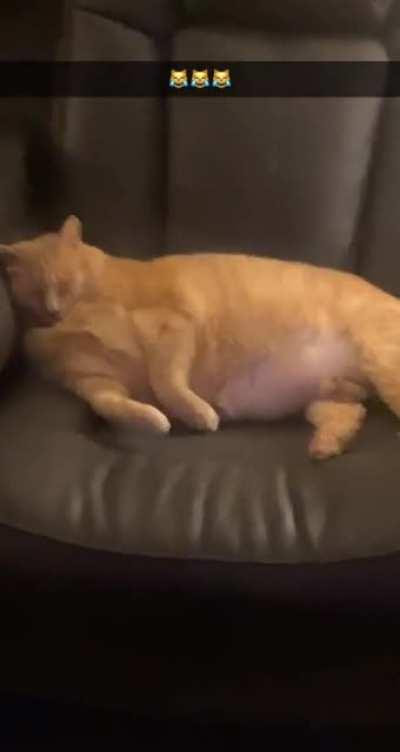 This is Big Bubs - my parents’ cat. Easily the chonkiest cat I’ve ever seen in real life lol