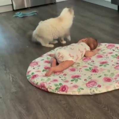 Mommy cat showing her baby to the newest member of the family