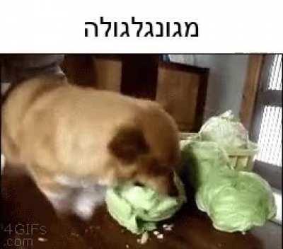 חסה...