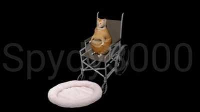 Cat Falls Of Wheelchair but Roundabout hit in