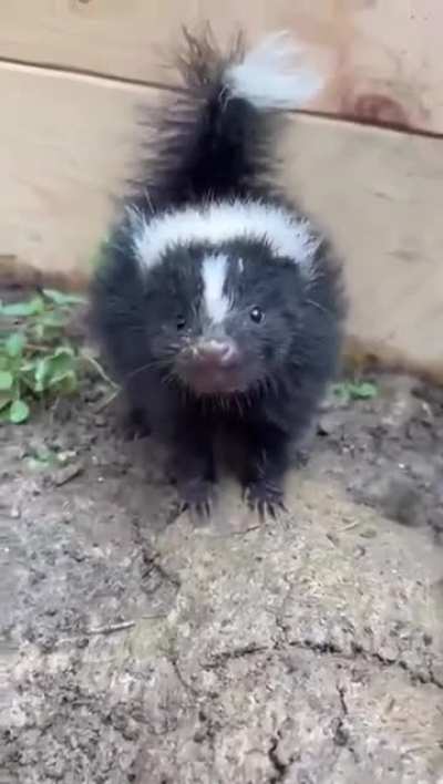 What does one call emphatic, but tiny, slammy whammies??