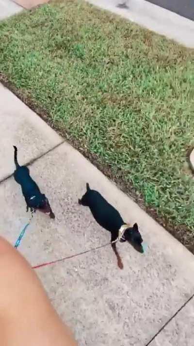 Peyton having a walk with her dogs