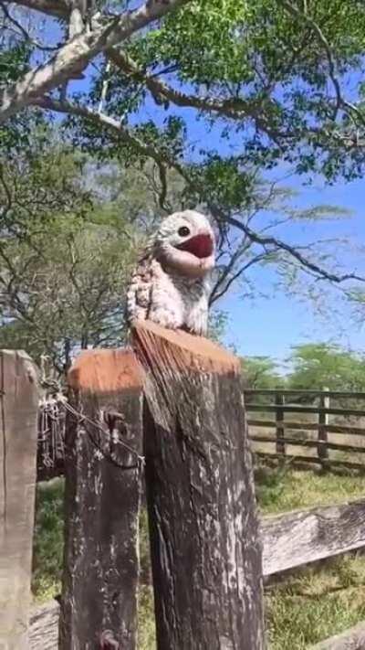 The Urutau (or Potoo) ghost bird, known for its cry similar to a human wail.