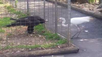 Crane tried to steal Eagle's food, Eagle: You know what? try it, see what happens