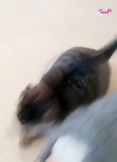 Cat playing with a ball while the dog looks on