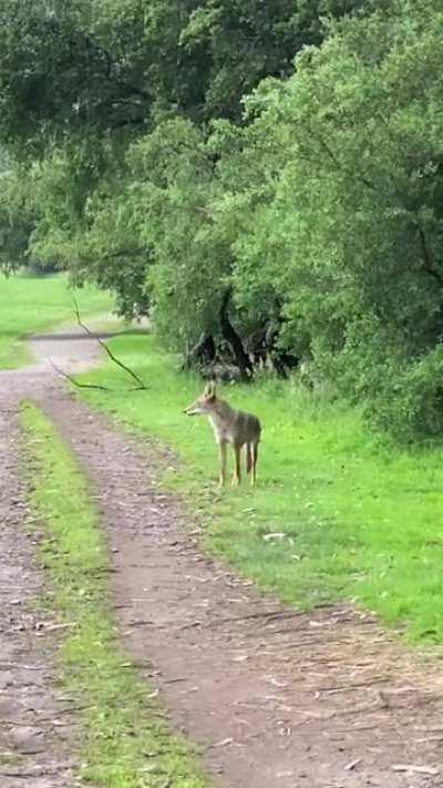 I bumped into a coyote on my walk.