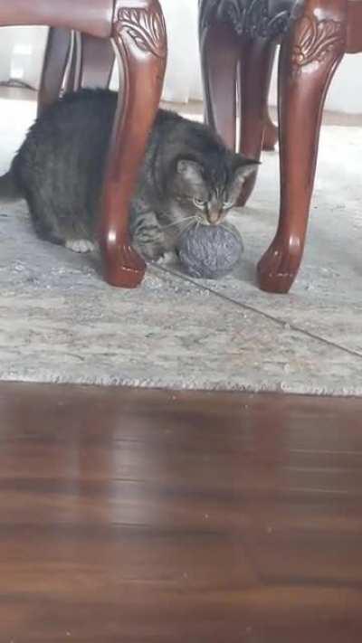 My cat yells to alert everyone when she thinks she's caught a mouse