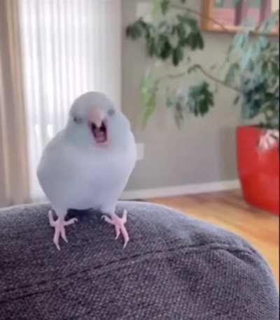 Wigglebirb