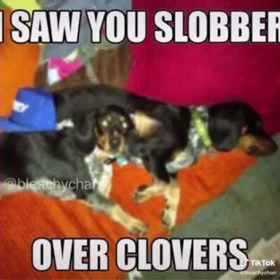 Never thought you’d see a Chris Chan/Tally Hall video in your lifetime, did you? (Me neither)