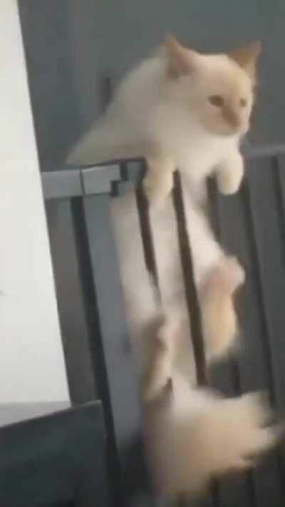 You could see it's soul living the body when she knew she couldn't make it.