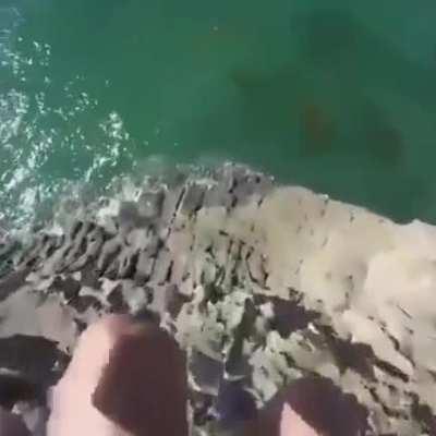 Jumping into water .