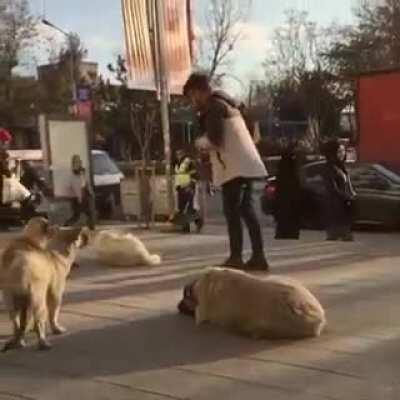playing music to stray dogs