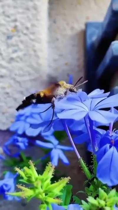 Языкан обыкновенный (Macroglossum stellatarum)