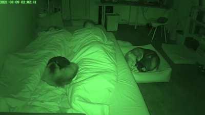 Sleeping with animals timelapse