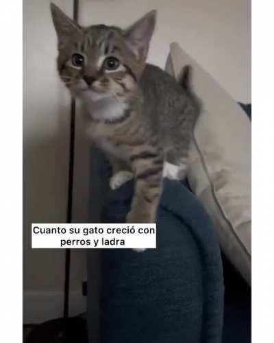 Gato se cria con perros y solo sabe ladrar 😹😹😹