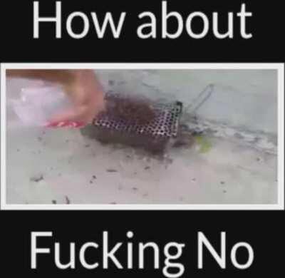 How about f*cking no