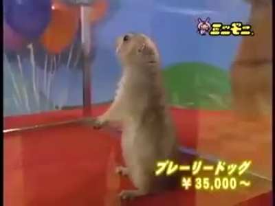 Heres the full video of that one hamster