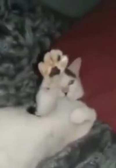 cursed_cat