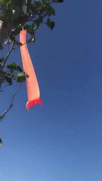 To hold a giant kite down