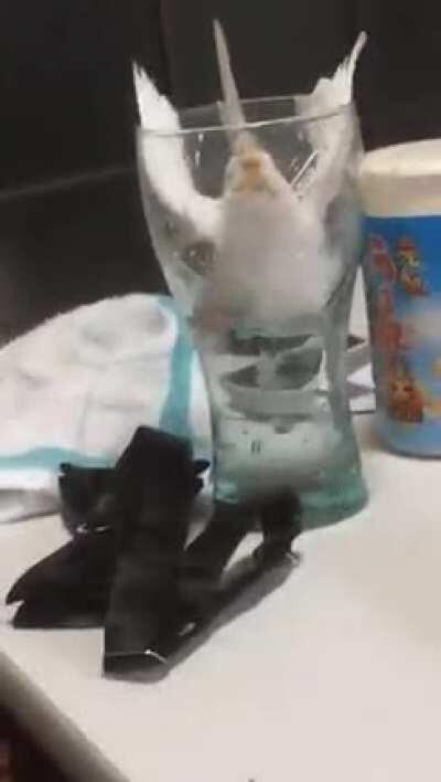 Goes for a sip and takes a dip