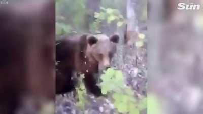 Man kicks bear and bear gets angry