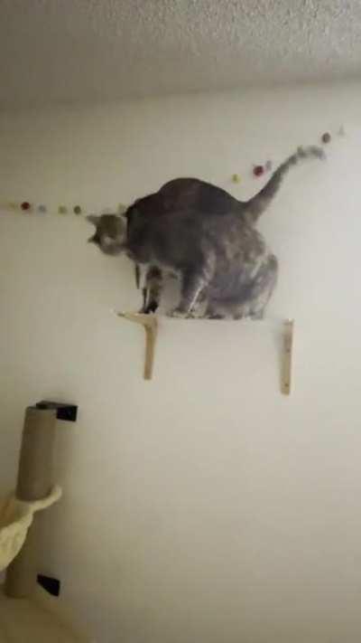 The battle for the Royal Cat Perch