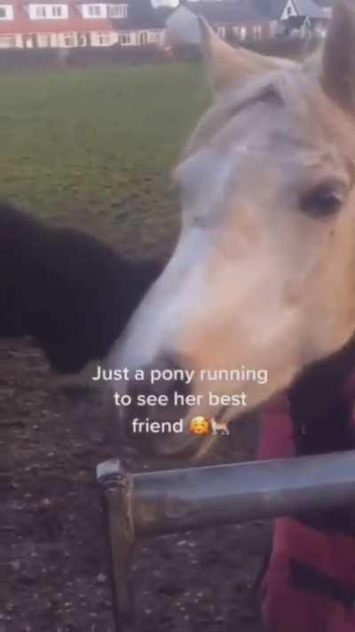 Friendship is an universal language.