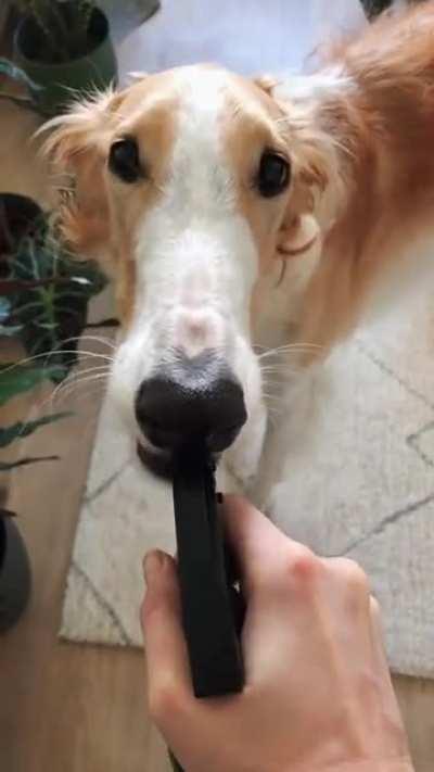 Pardón madame, could you spare a few sparys?