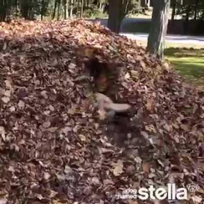 60 seconds of Stella leaf jumps (Autumn is coming!)