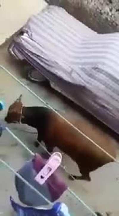 HMB while I kick this bull