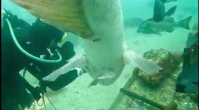 To work under water.