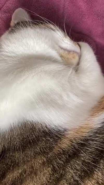 My cat snores and trills in her sleep