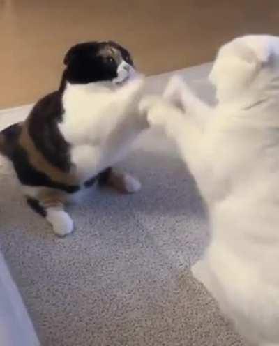 Different kind of fight