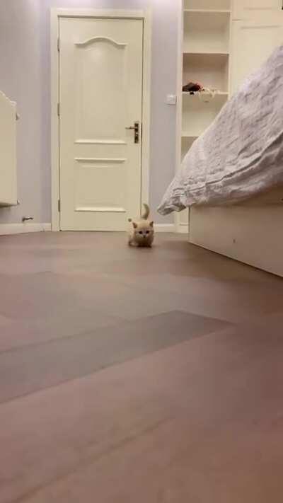 Waddle Waddle Waddle