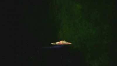 Baby Utah gains it’s wings! 😂 a small clip from my funny videos. Mesozoic 🦕