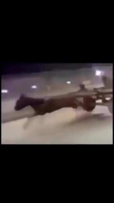 Since today's post was removed by Big Brother, i shall give you tommorows post. Here is Losercity Horses