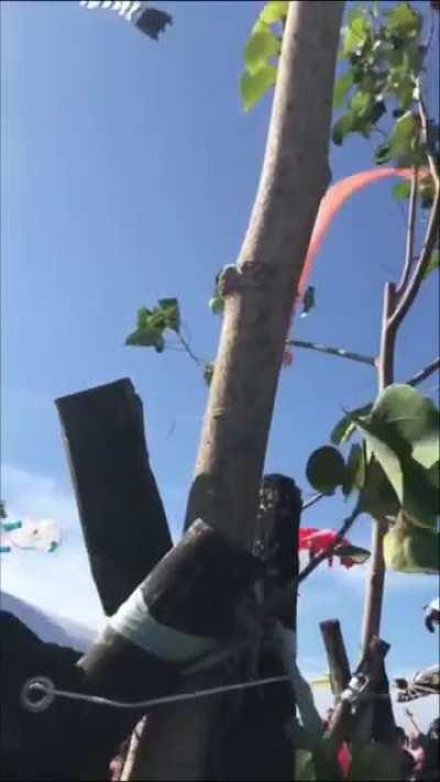 Kid being brought up into sky by a kite today in Taiwan