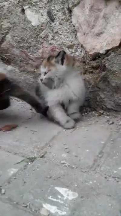 Small criminals terrorizing my neighborhood!