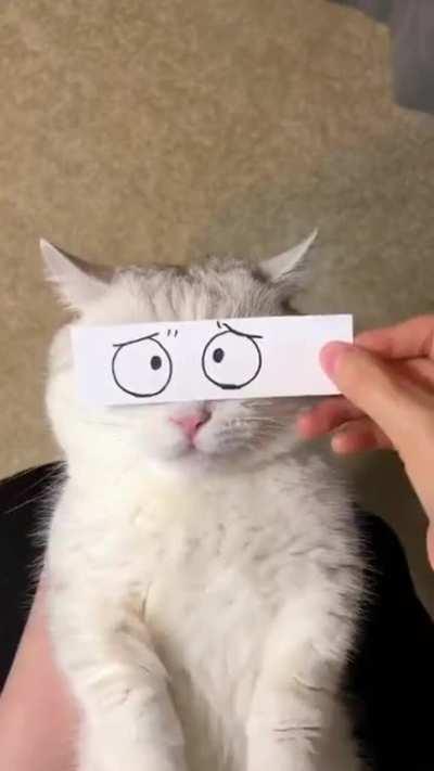 The ever changing kitten