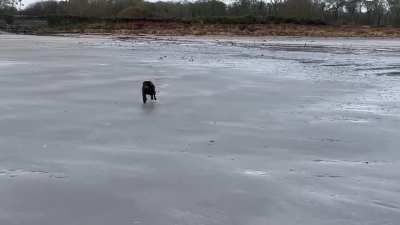 Ballywalter South Beach with Baxter