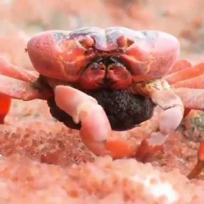 Mother crab eating her children (original by u/Hiwa_47)