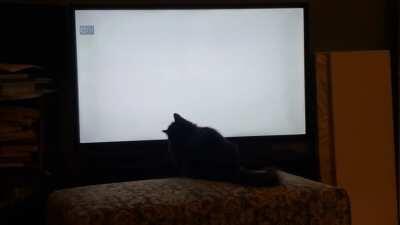 Using string theory to access the cat dimension