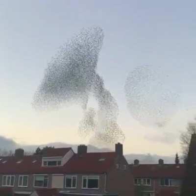 This murmuration of birds is like nature's fireworks display.