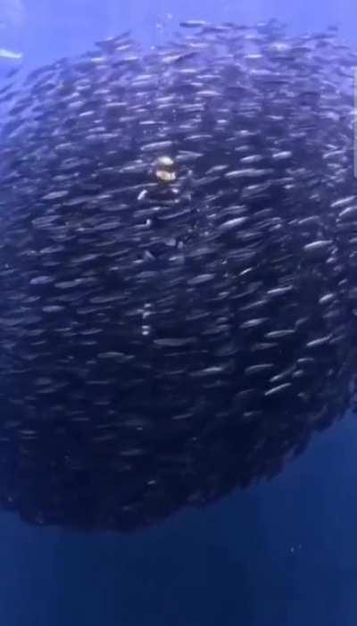 Embraced by the fishes.