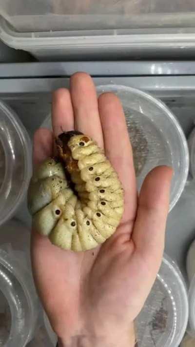 This is how a Hercules beetle develops