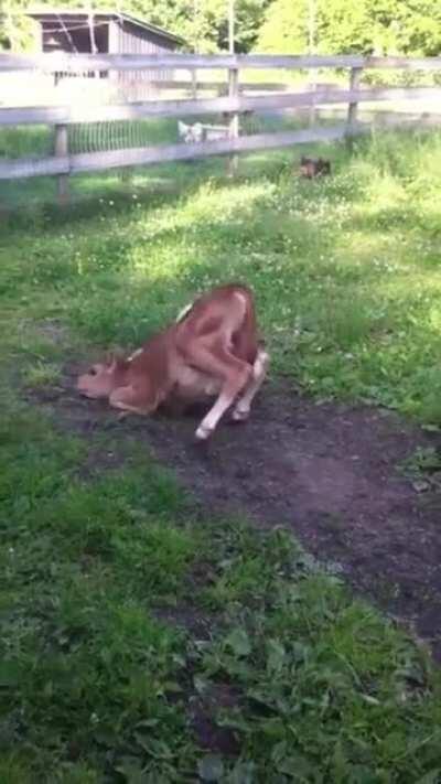 Cow and pig trotting around having fun