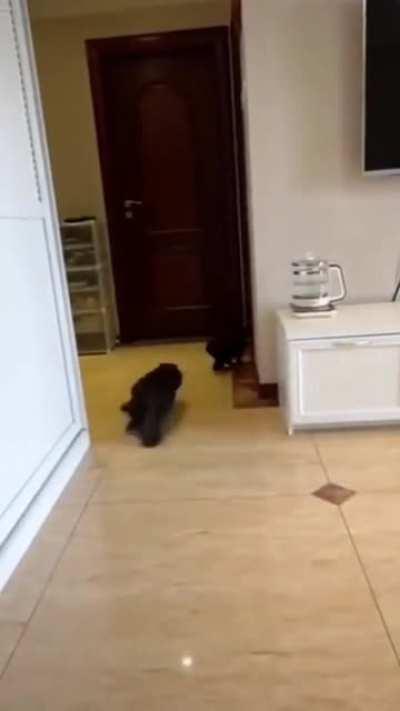 Straight out of looney tunes