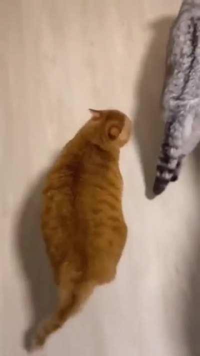 Orange gangster Chonky is confident & ready to attack!