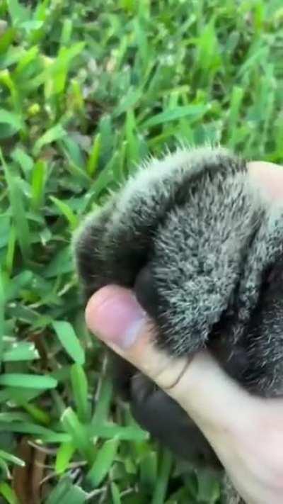 Лапки-царапки